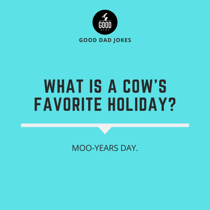 What is a cows favourite holiday